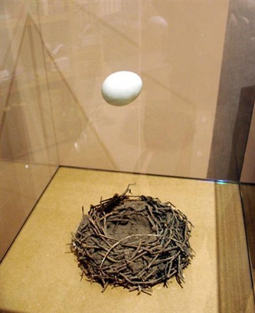 Egg and Nest